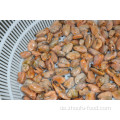 Meeresfrüchte gefrorene Muschelfleisch in einer halben Schale